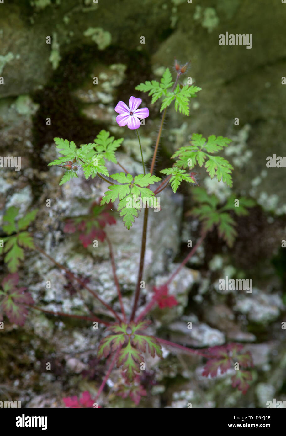 Einzelne Blume von Herb Robert Geranium Robertianum wächst unter Kalkfelsen in Lathkill Dale Derbyshire Stockfoto