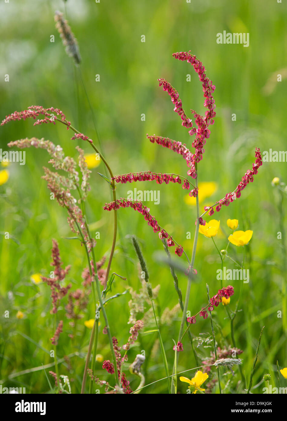 Gemeinsamen Sauerampfer Rumex liegen in einer Blumenwiese Derbyshire Variation in Blütengröße und Farbe zeigen Stockfoto