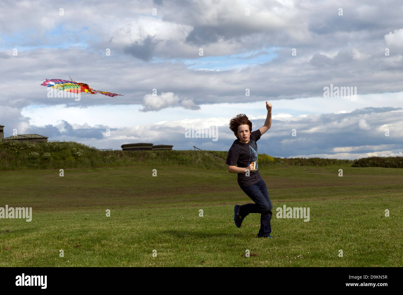 Junge Drachen Stockfoto