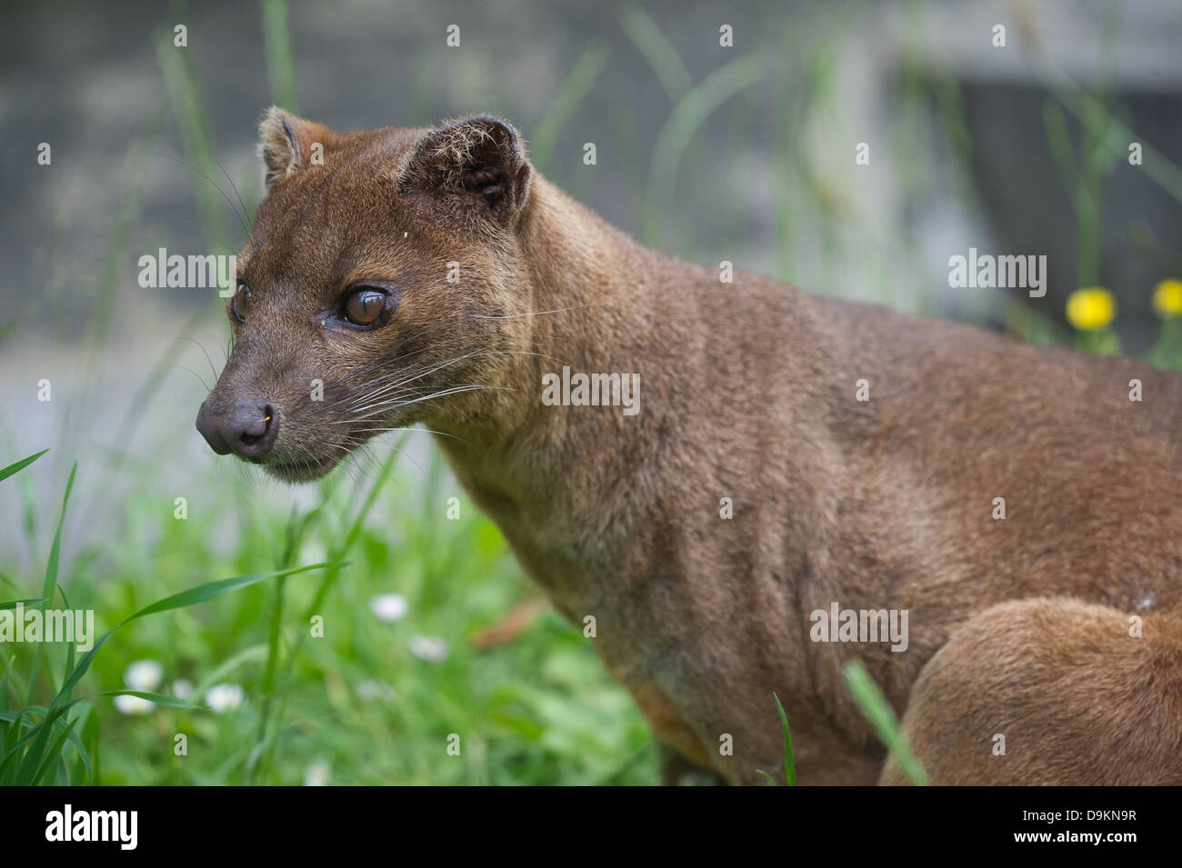 Fossa (Cryptoprocta Ferox) Stockfoto