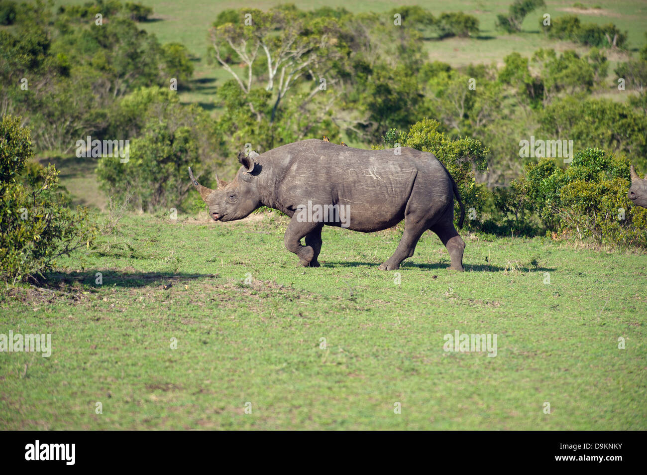 Nashorn in der Mara Simba Hügeln, Masai Mara, Kenia Stockfoto