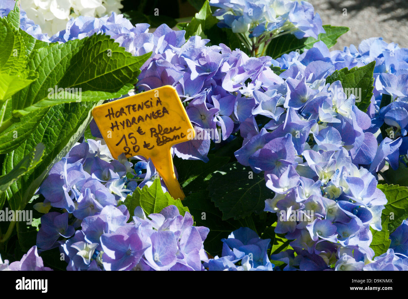 Hortensia oder Hortensie Pflanze für den Verkauf auf Béziers Blumenmarkt. Stockfoto