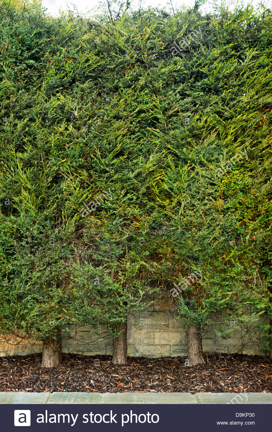 X Cupressocyparis Leylandii Stockfotos & X Cupressocyparis Leylandii