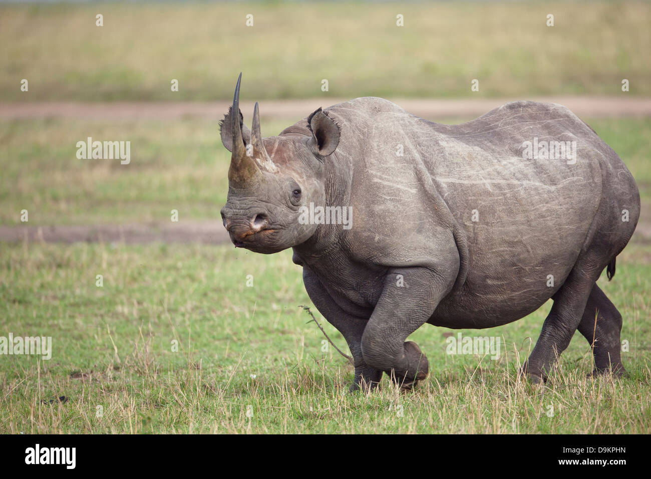 Nashorn in der Mara Simba Hügeln, Masai Mara, Kenia Stockfoto
