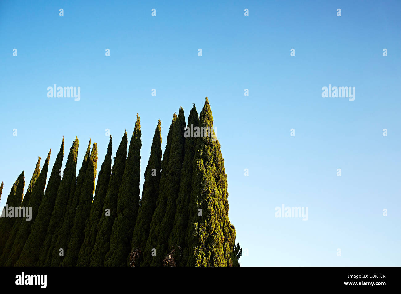 Grüne Bäume in Folge gegen klar blauen Himmel Stockfoto