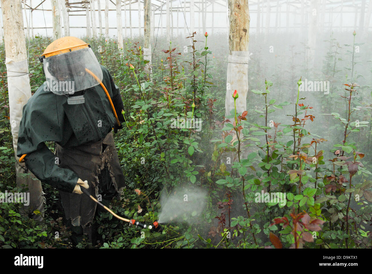 Tansania, Rosenschnitt Blumen Anbau im grünen Haus bei Fair Trade  zertifizierten Unternehmen Kiliflora für den Export, Arbeiter Spritzen  Pestizide mit Protective Stockfotografie - Alamy