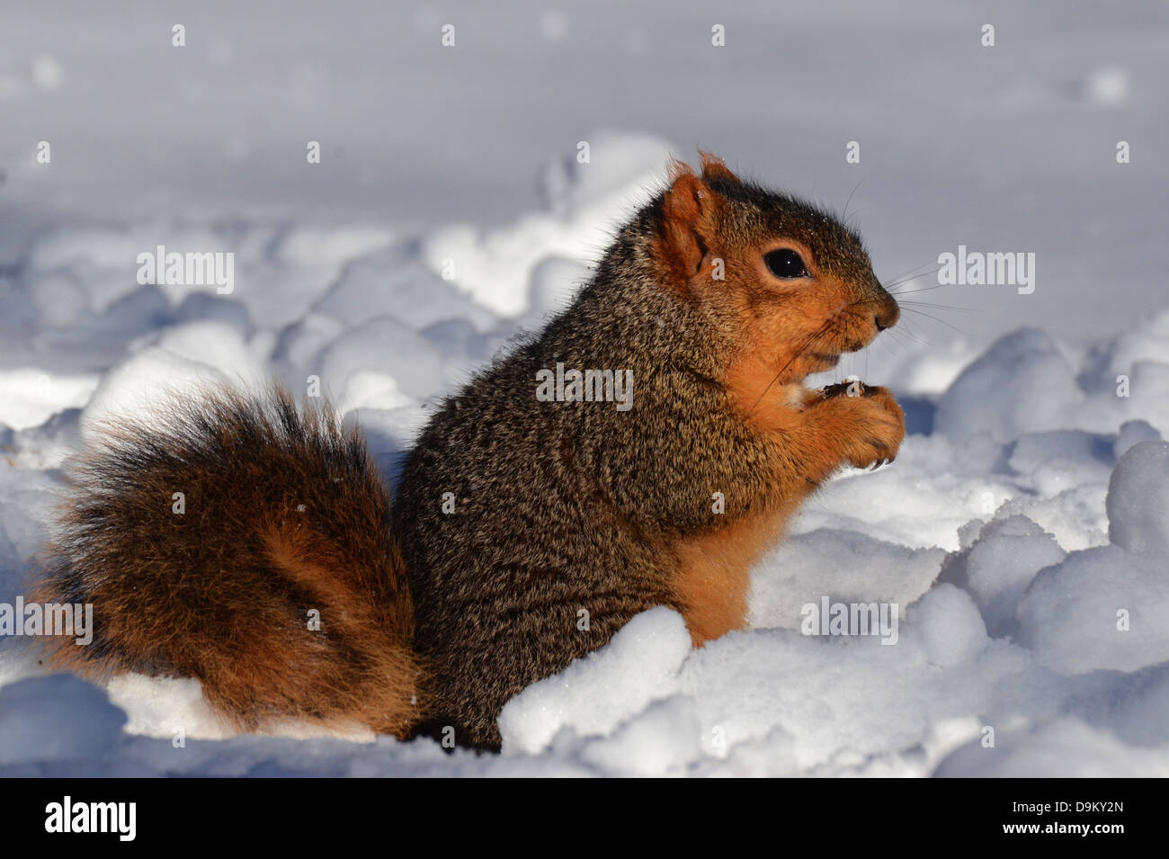 Eichhörnchen Sie im Schnee Essen nach rechts Stockfoto
