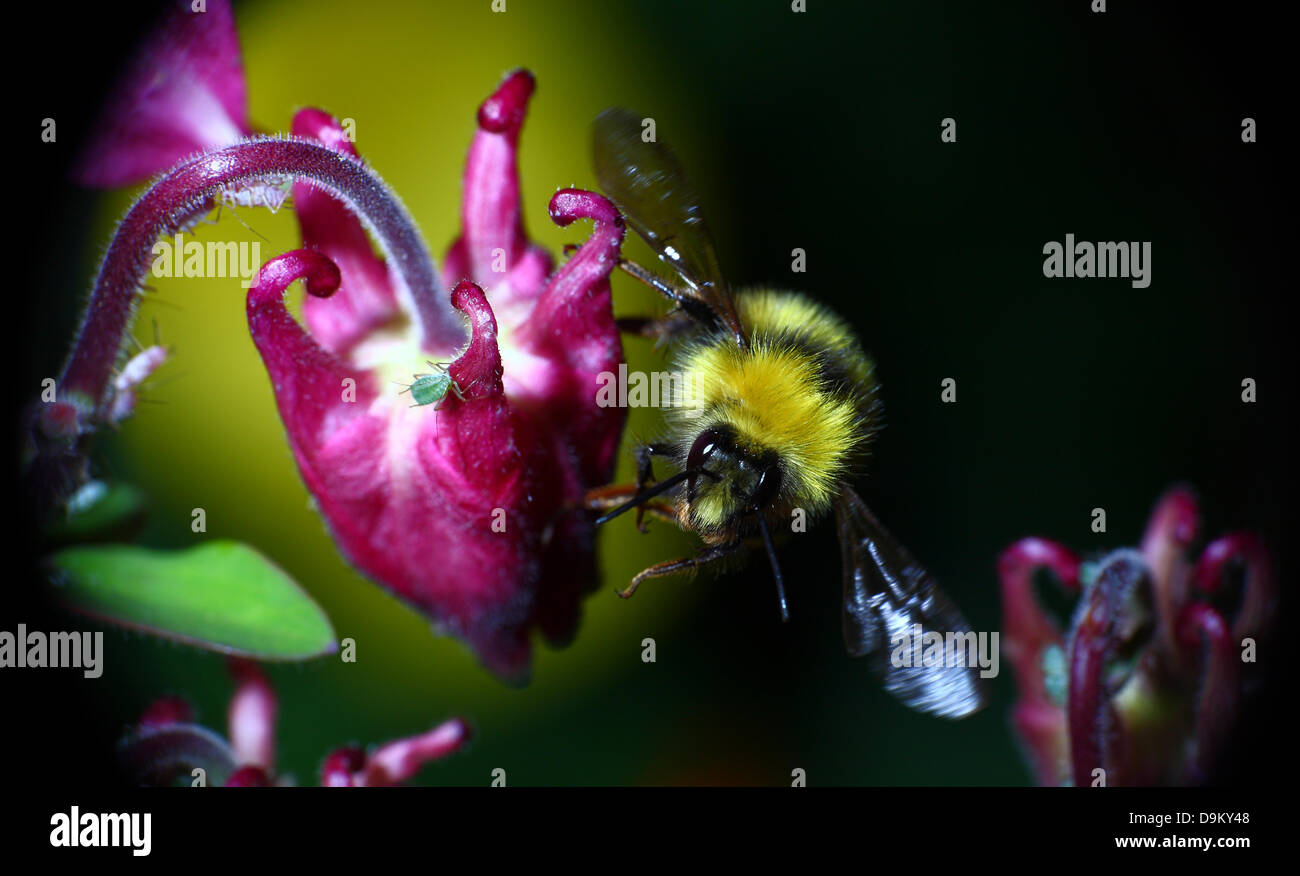 Biene im Flug durch Akeleien Blumen Stockfoto