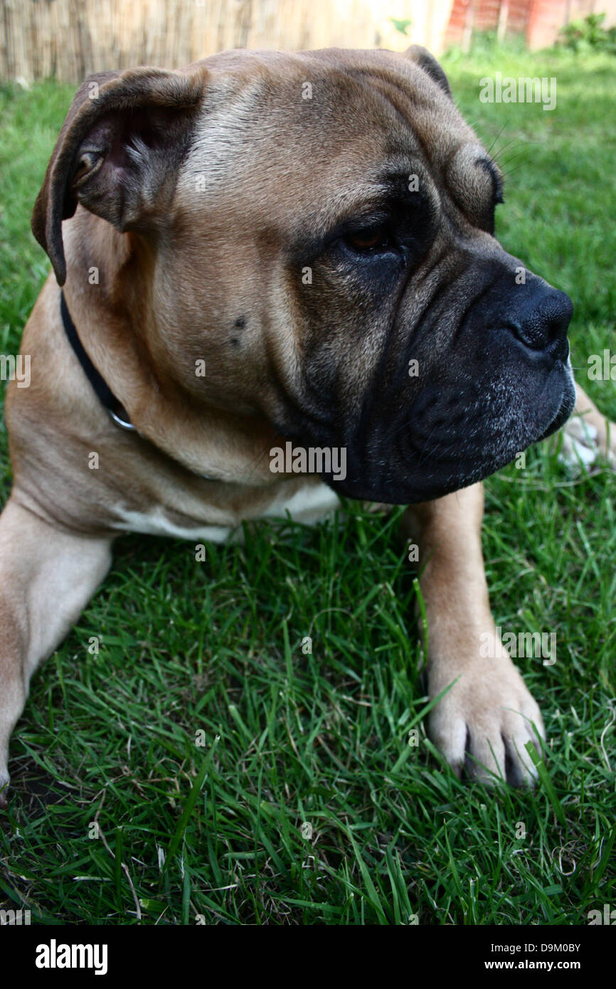 Bullmastiff im Garten, im Schatten auf dem Rasen liegend Stockfoto