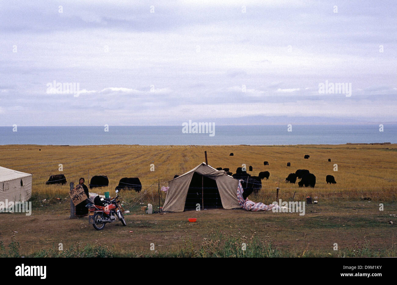 Tibetische Nomaden camping in Qinghai-See auch bekannt als Koko Nur oder Kukunor Qinghai Provinz China Stockfoto Tibetische Nomaden camping in Qinghai-See auch bekannt als Koko Nur oder Kukunor Qinghai Provinz China Stockfoto