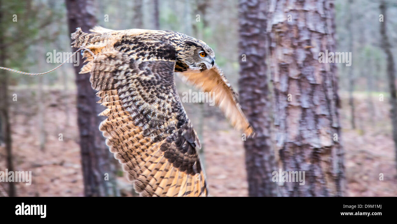 Ein Erwachsener eurasischen Uhu in all seiner Pracht. Piercing orange Augen und breite Spannweite. Carolina Raptor Center Stockfoto