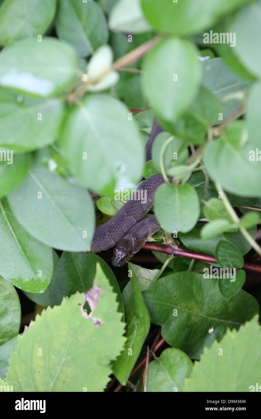 Schlange Wasser schwarz-grau-grüne Blätter versteckte Reptil Stockfoto