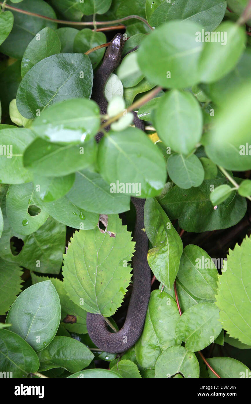 Schlange Wasser schwarz-grau-grüne Blätter versteckte Reptil Stockfoto