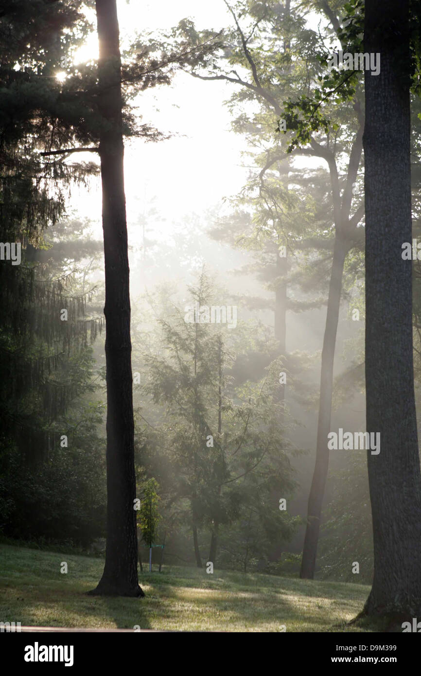 Sonne Sonne Sonne scheint Morgen Nebel Nebel trübe Bäume Wald Wald Stockfoto