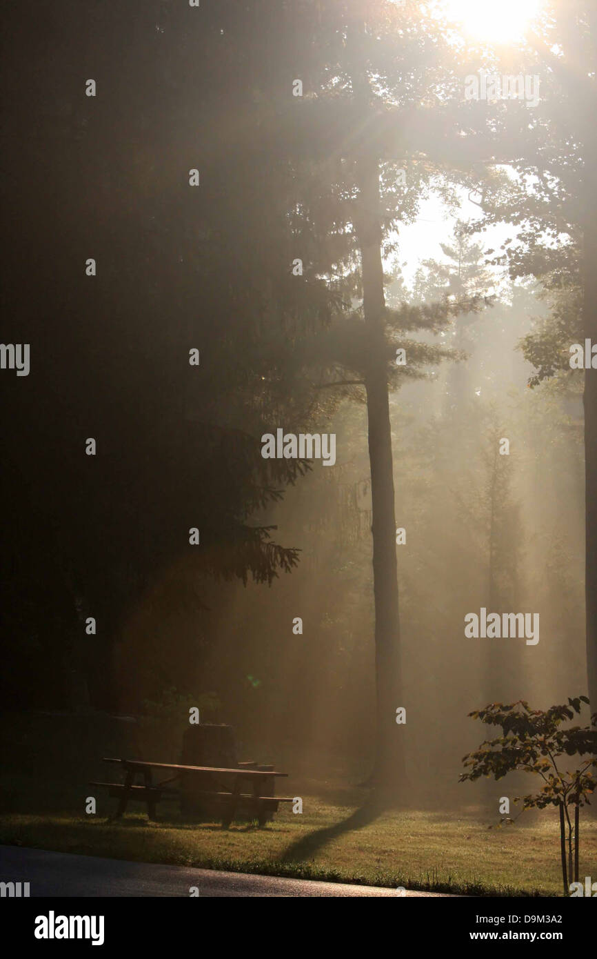 Sonnenlicht Sonne Sonnenschein leuchtendes Morgen Nebel Nebel trübe Bäume Picknick Tisch Wald Wald Stockfoto