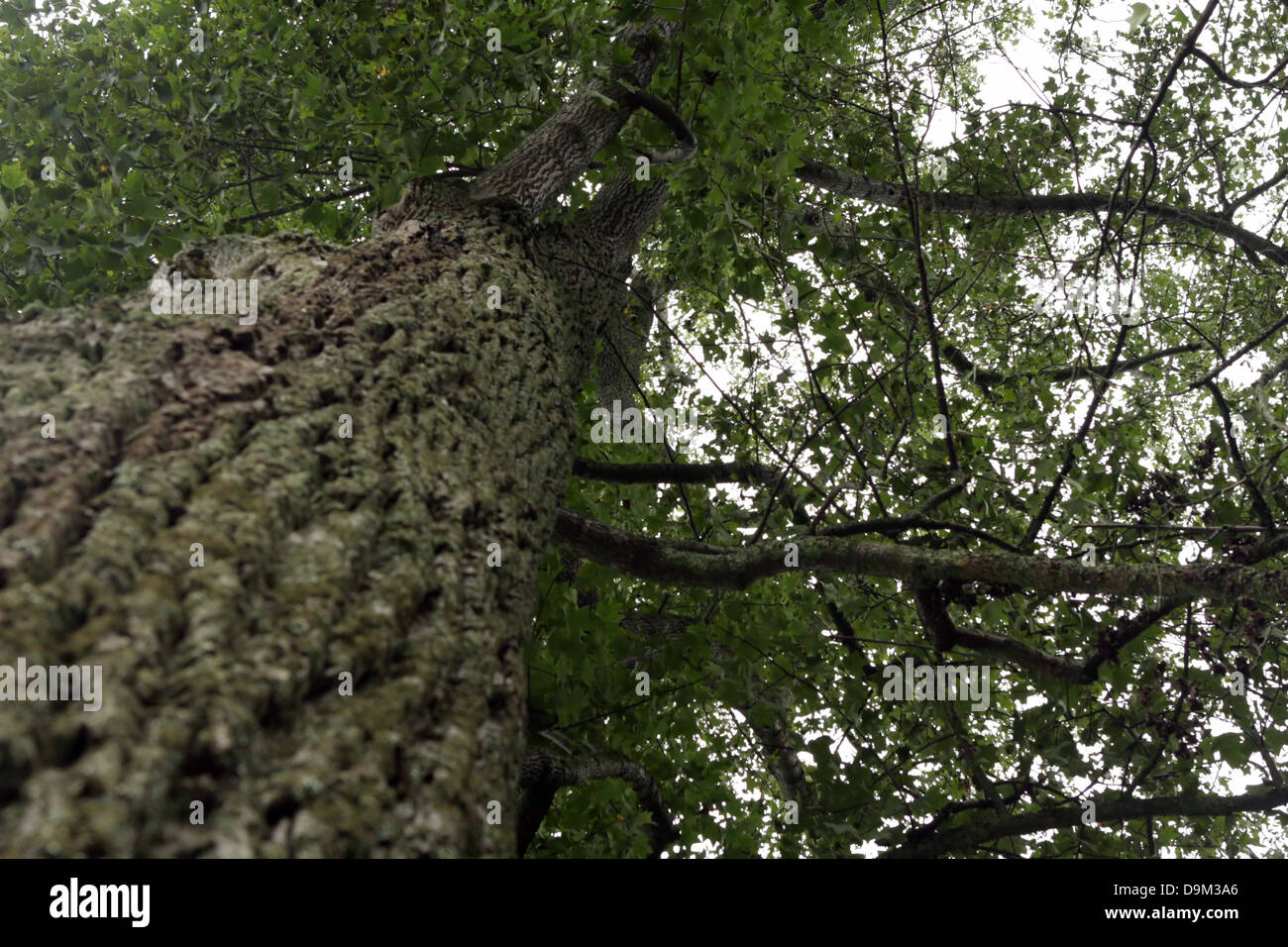 Nachschlagen der Baumstamm an grüne Ahorn und Eiche Bäume im Wald Wald in Richtung Himmel Stockfoto