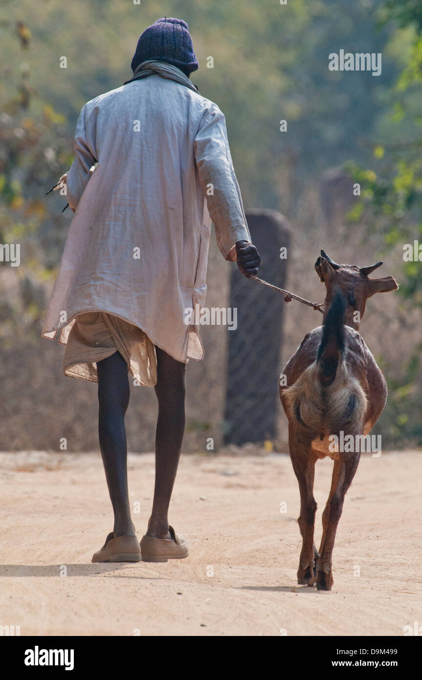 Alte indische Frau mit Ziege im Northcentral Indien Stockfoto