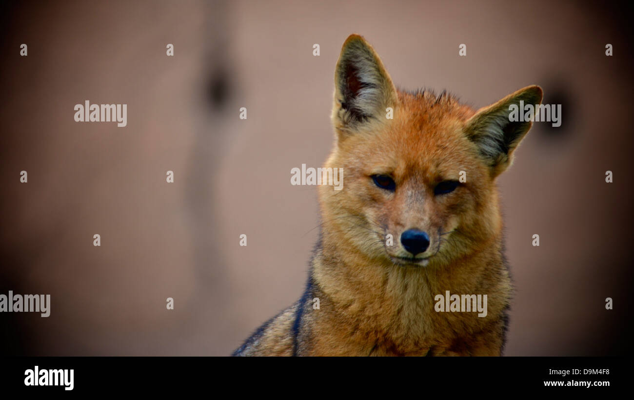 Anden-Fox oder Culpeo (Lycalopex Culpaeus) Stockfoto