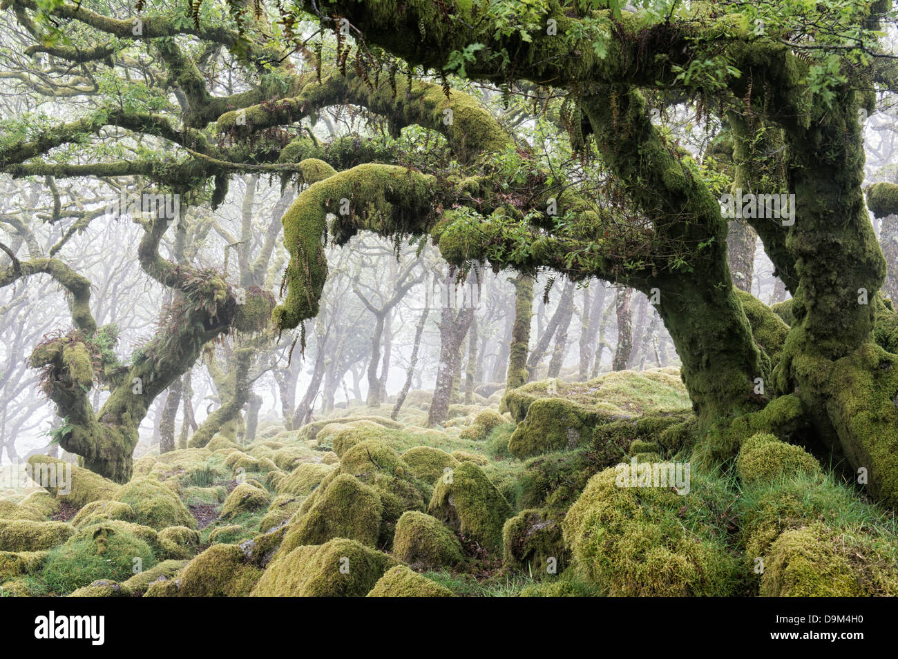 Wistmans Holz. Dartmoor, Devon, England Stockfoto