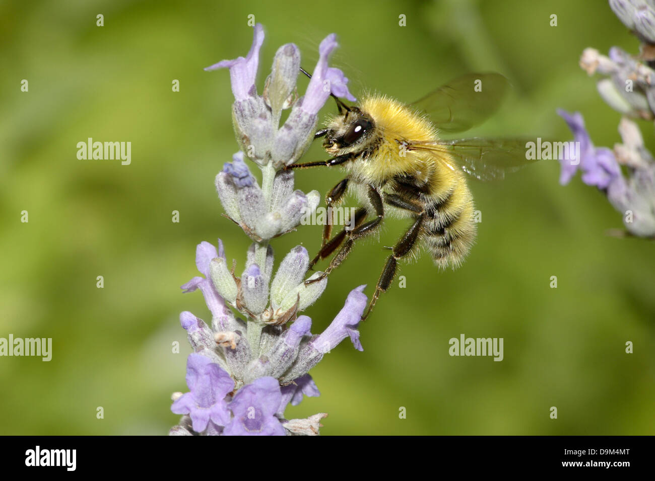 Eine gemeinsame Carder Bumblebee Suche nach Nektar, Bombus pascuorum Stockfoto