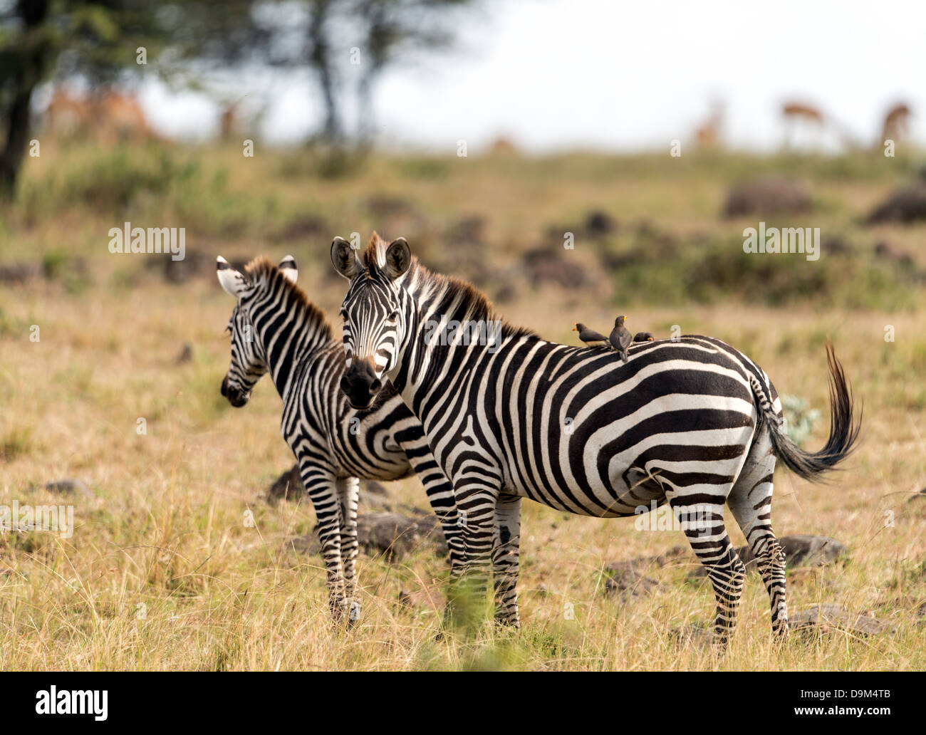 Zebras (Hippotigris) mit Vögel auf der Rückseite Masai Mara Kenia Afrika Stockfoto