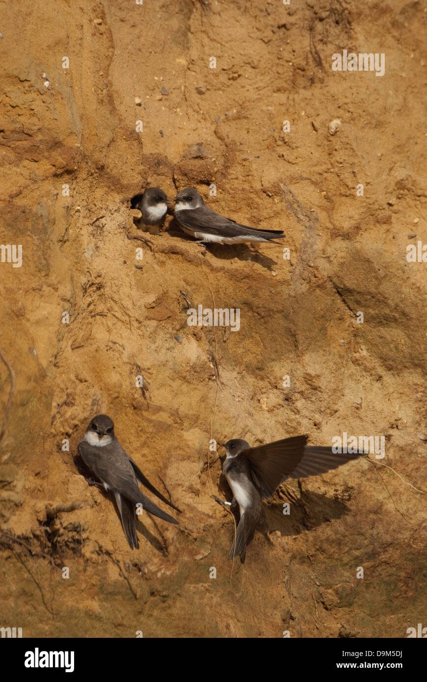 Kolonie von Sand Martins (Ripartia Riparia) bei Verschachtelung Klippe Stockfoto