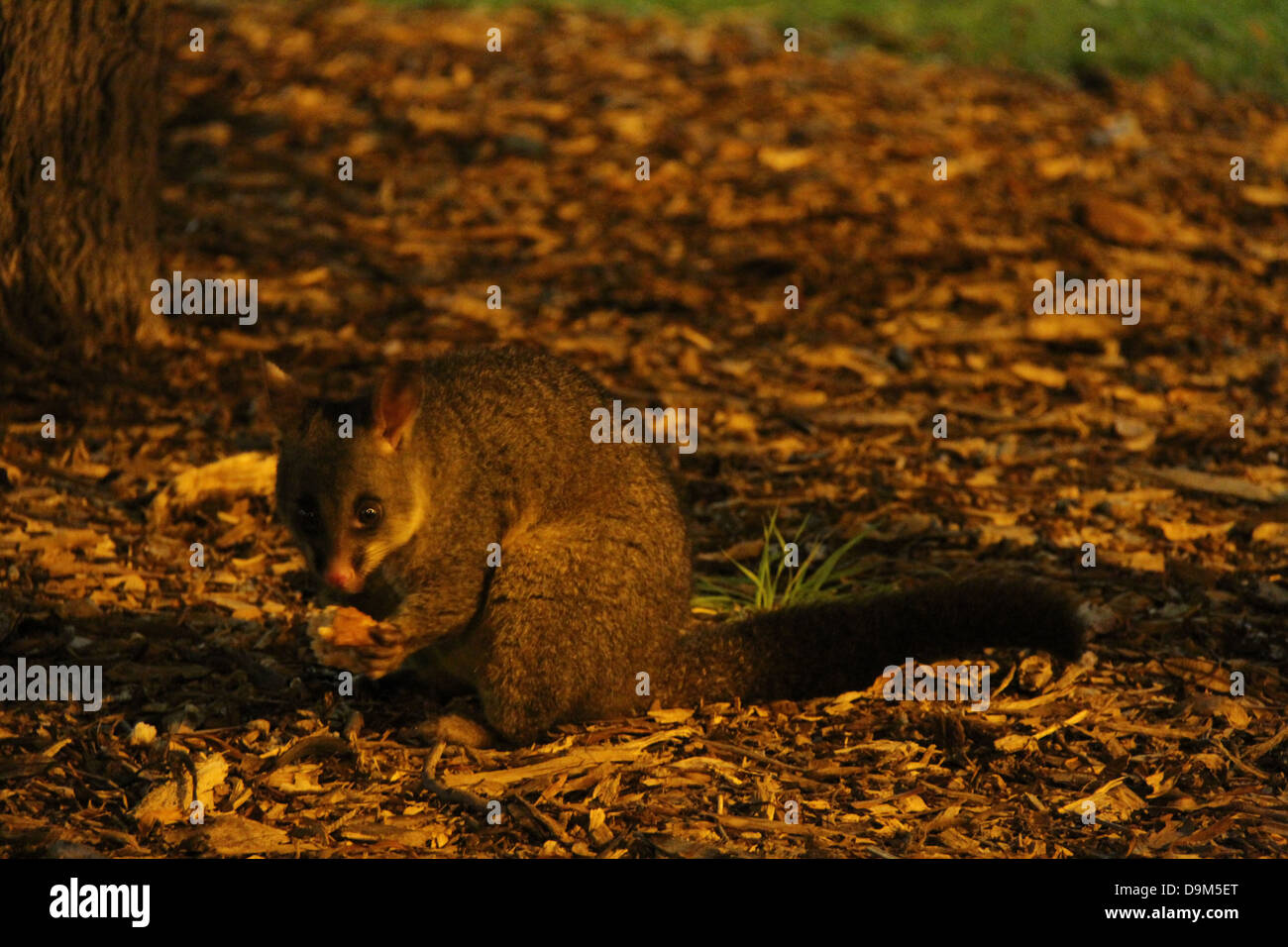 Eine nächtliche Possum kommt von einem Baum im Victoria Park, Camperdown, in der Nacht in der Nähe der belebten Straße der Stadt Essen. Stockfoto