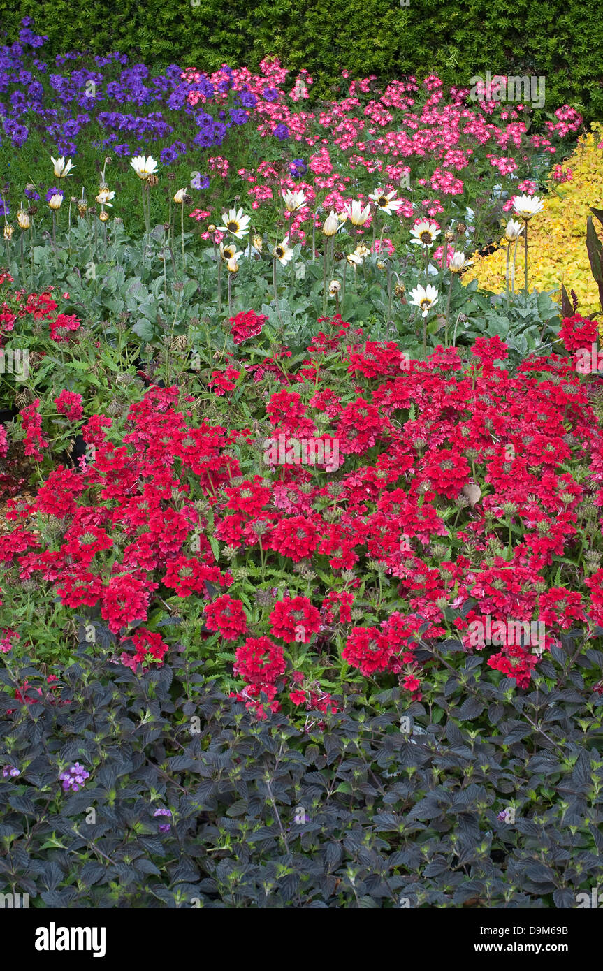 Blumenbeet im blühenden Garten, Norfolk, Großbritannien. Stockfoto