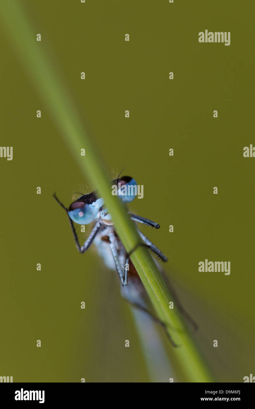 Azure Damselfly Coenagrion Puella, Männchen, Reinigung Auge am Wheatfen, Norfolk, Großbritannien im Juni. Stockfoto