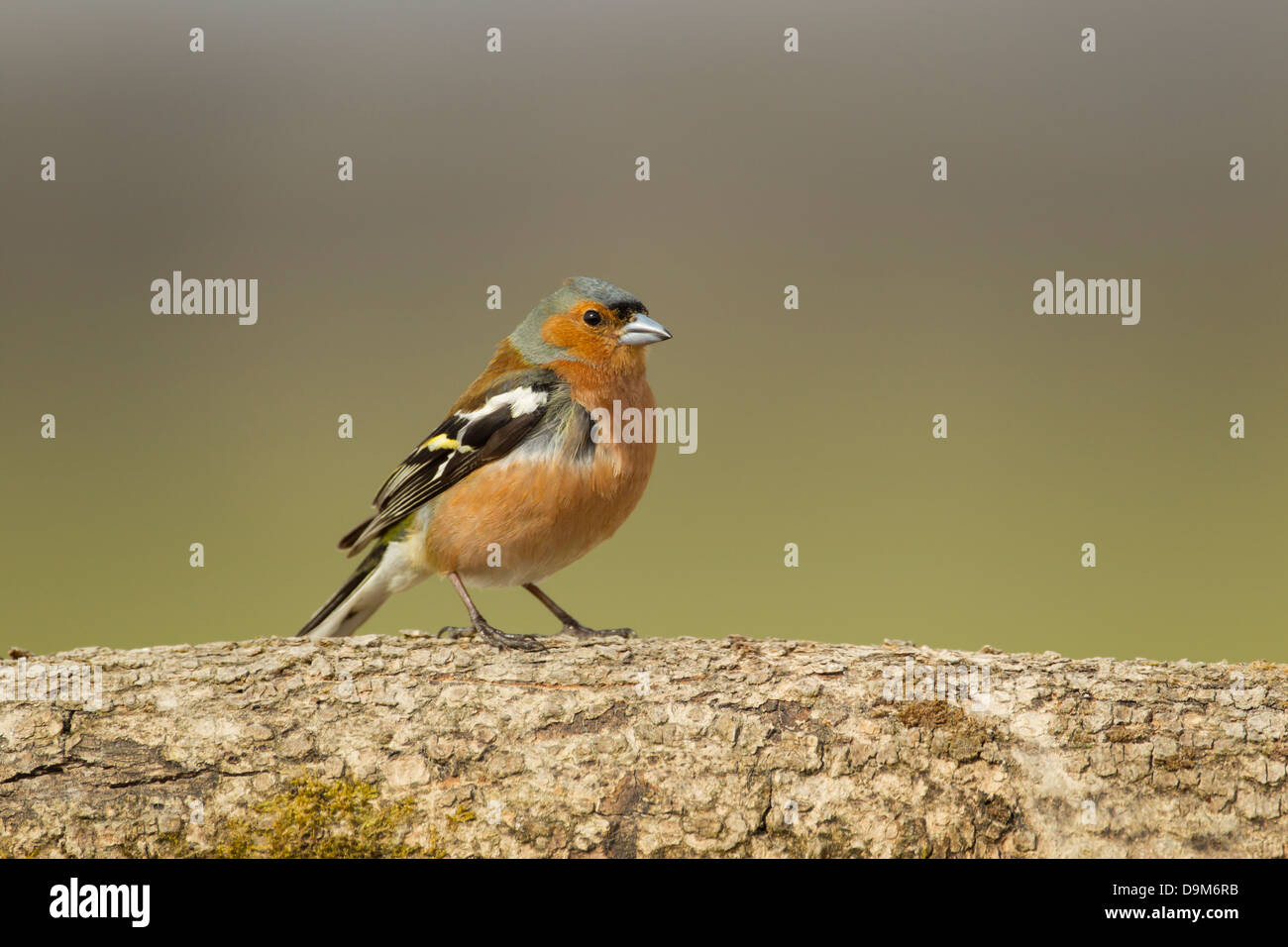 Gemeinsamen Buchfink Fringilla Coelebs, Männchen, thront auf Baumstamm, Berwick Bassett, Wiltshire, UK im April. Stockfoto