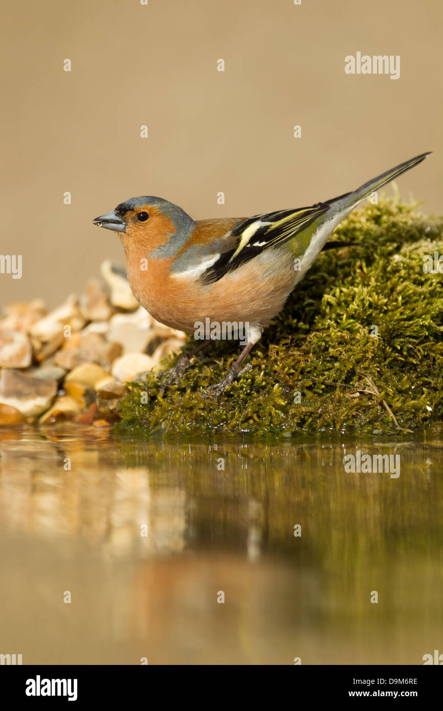 Gemeinsamen Buchfink Fringilla Coelebs Männchen, trinken, Berwick Bassett, Wiltshire, UK im April. Stockfoto