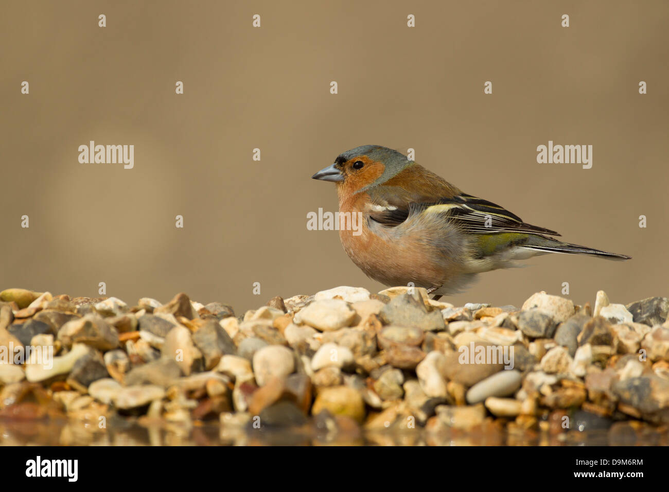 Gemeinsamen Buchfink Fringilla Coelebs, Männchen auf Schindel, Berwick Bassett, Wiltshire, Großbritannien im April. Stockfoto