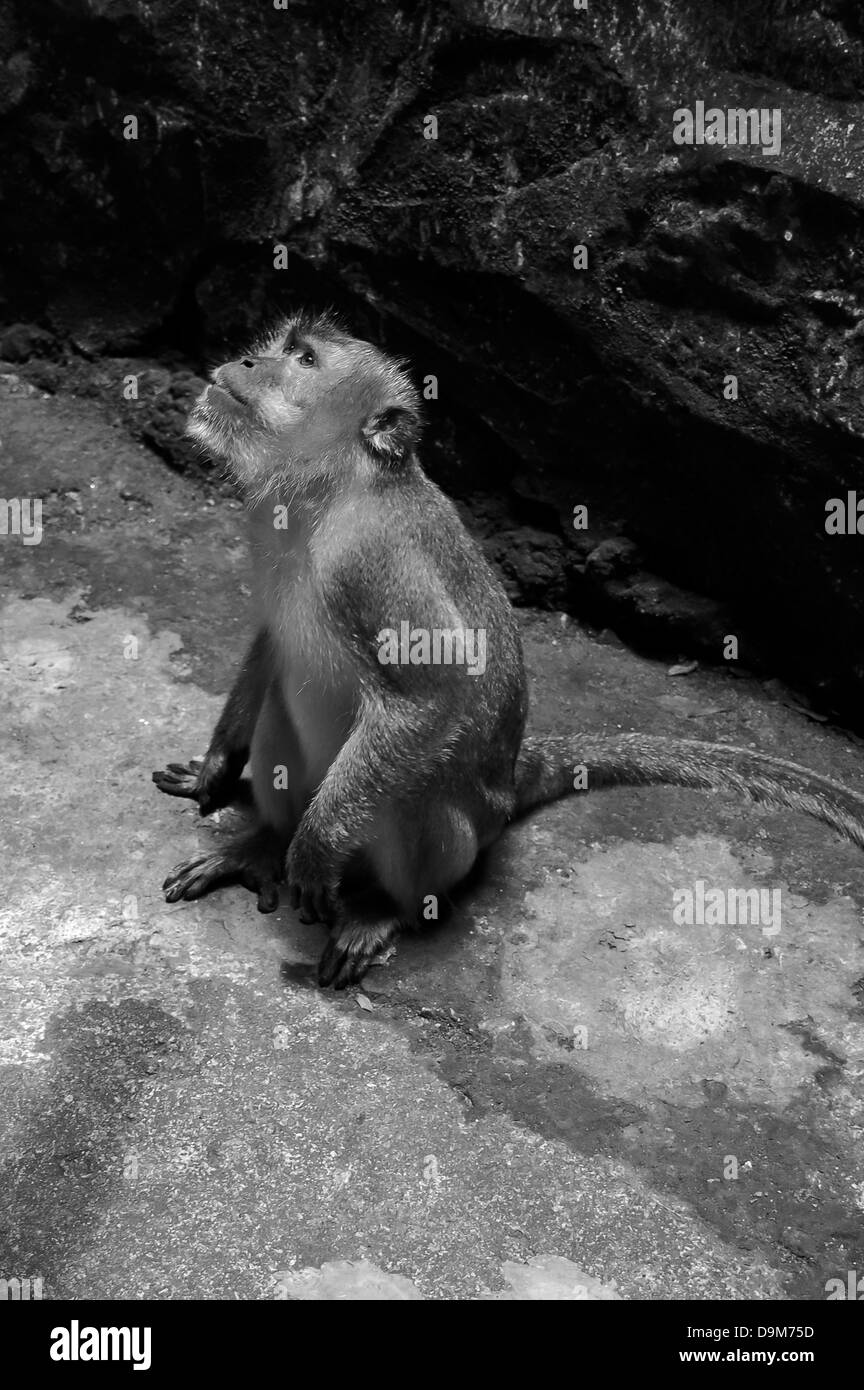 Asiatischen Affen in schwarz / weiß Stockfoto