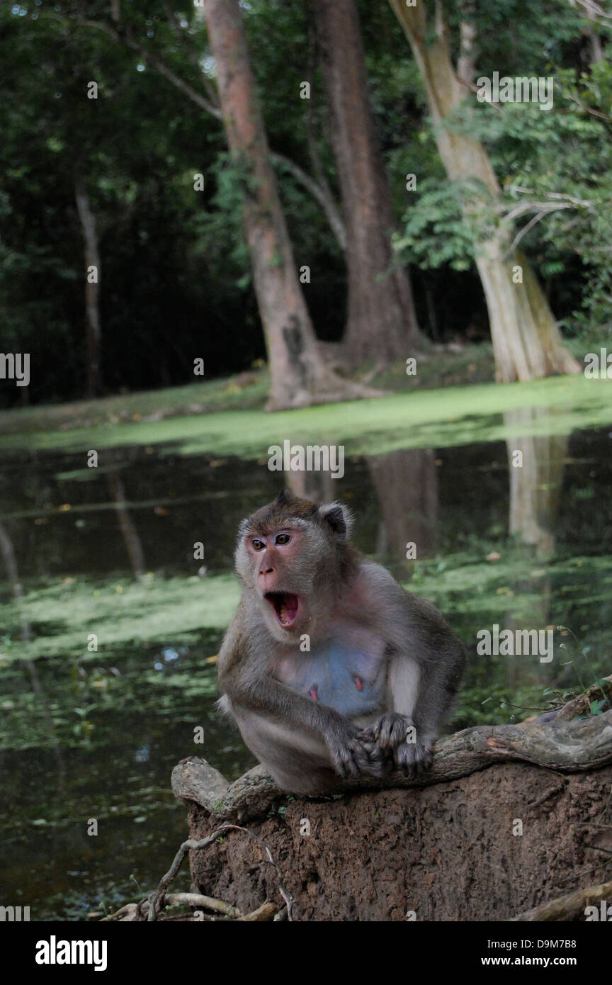 Asiatischen Affen Stockfoto