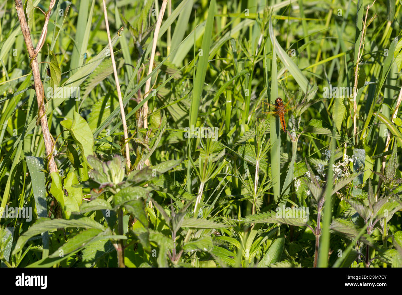 Knappen Chaser Libellula Fulva, unreifen männlich, thront auf Vegetation, Wheatfen, Norfolk, Großbritannien im Juni. Stockfoto