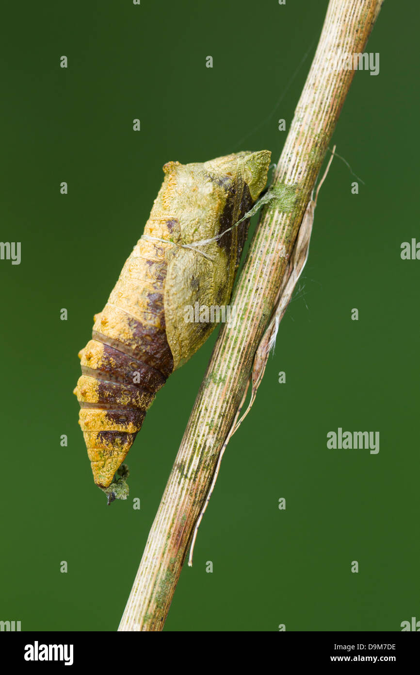 Schwalbenschwanz Papilio Machaon, parasitiert Puppe auf Milch Petersilie Stengel, Wheatfen, Norfolk, Großbritannien im Juni. Stockfoto