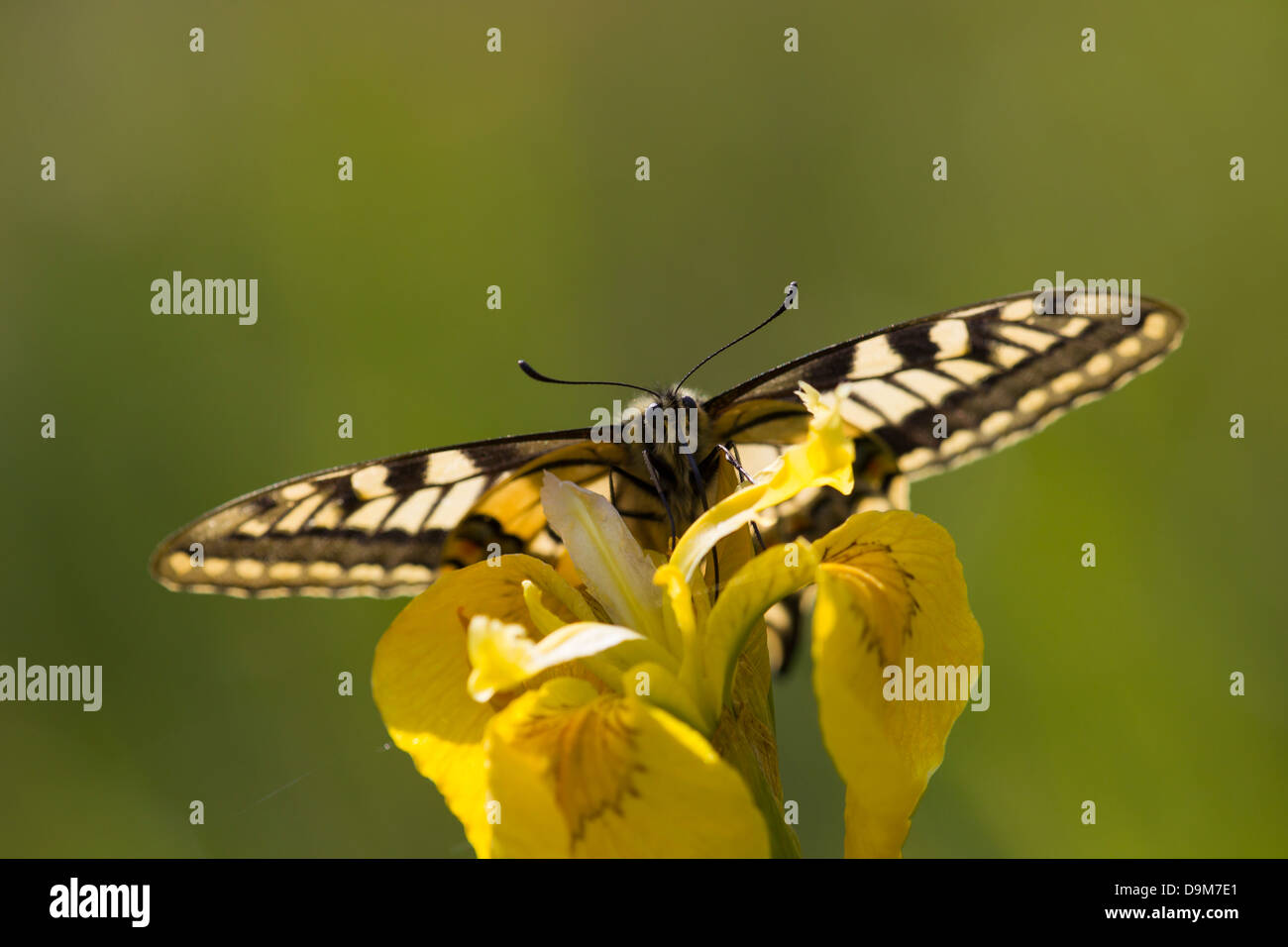 Schwalbenschwanz Papilio Machaon, Erwachsene, Nectaring auf gelbe Iris, Wheatfen, UK im Juni. Stockfoto