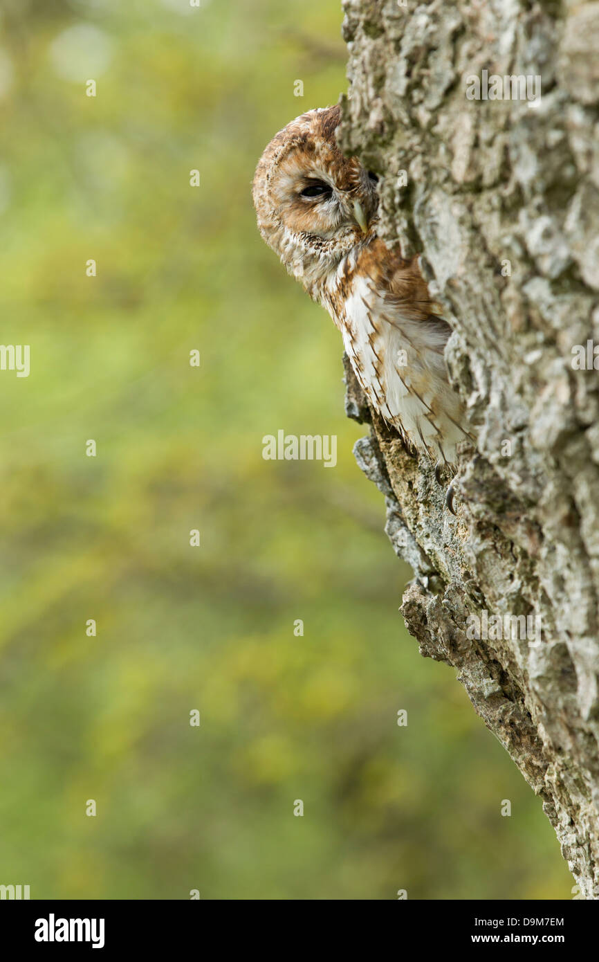 Waldkauz Strix Aluco (Captive), Erwachsene, thront im Baum Loch, Schloss Caereinion, Wales, UK im Mai. Stockfoto