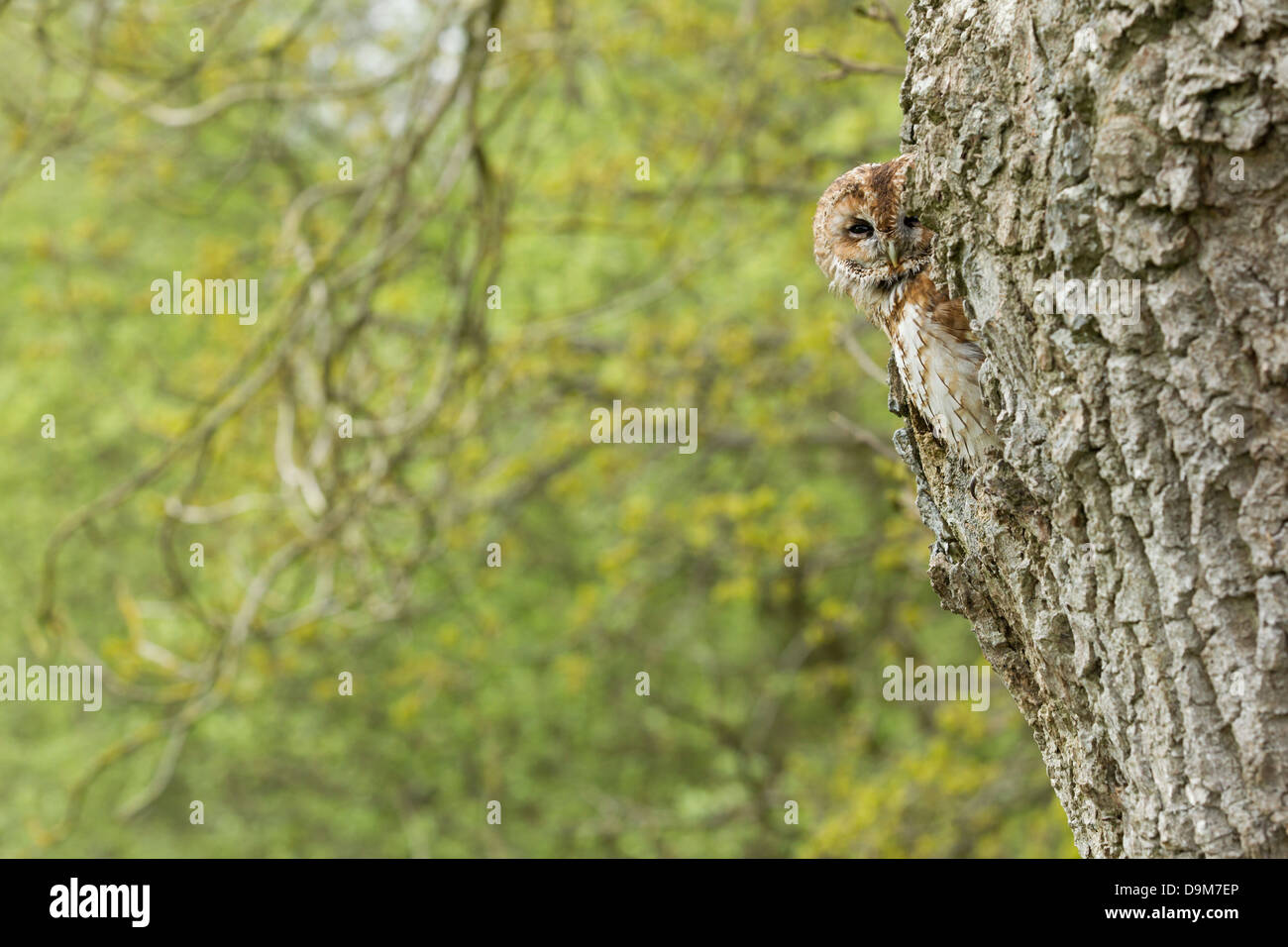 Waldkauz Strix Aluco (Captive), Erwachsene, thront im Baum Loch, Schloss Caereinion, Wales, UK im Mai. Stockfoto