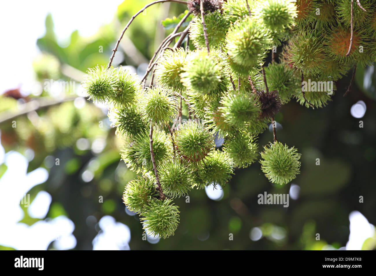 Die Rambutan nicht noch reif, die Früchte sind grün. Stockfoto