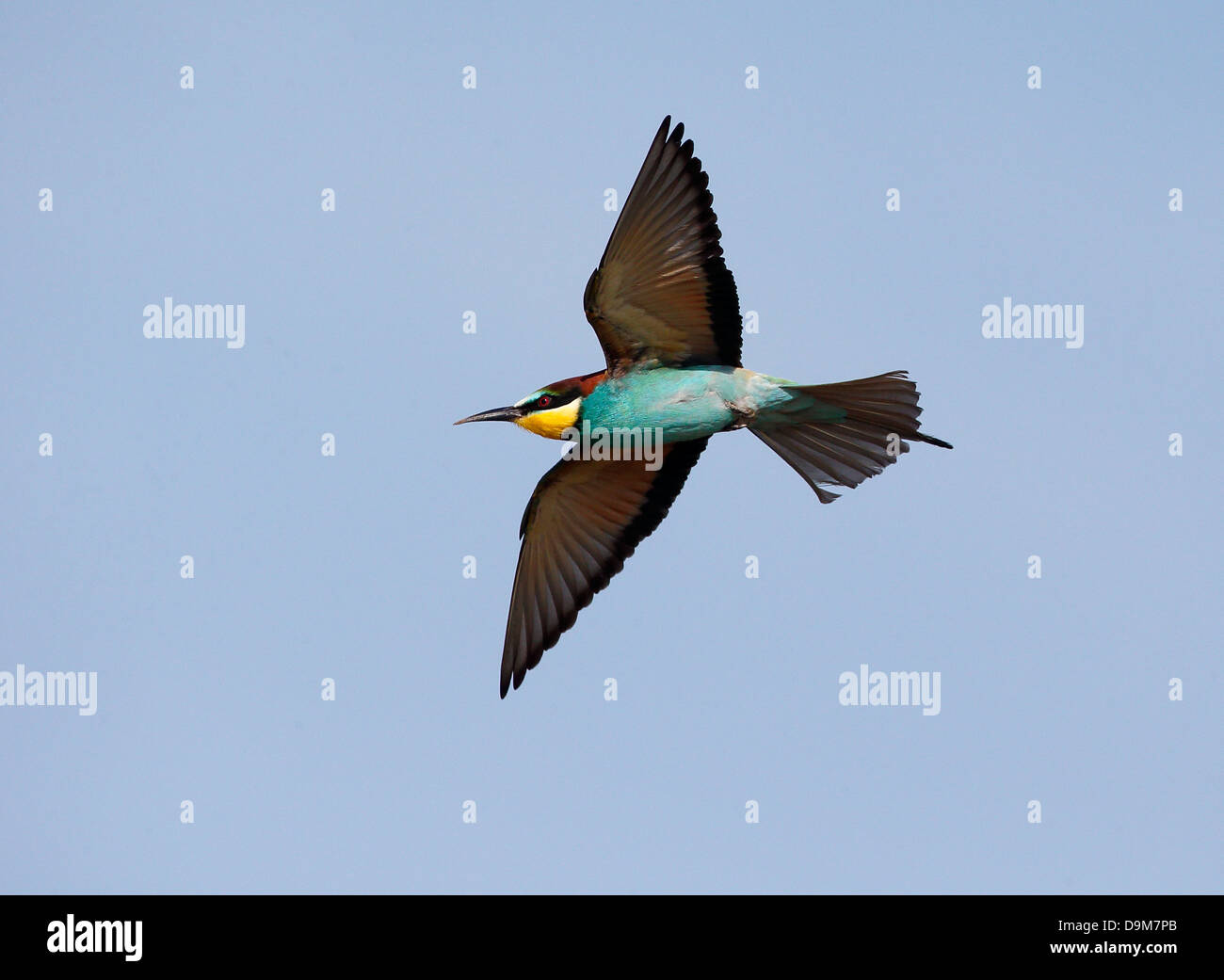 Europäische Bienenfresser Merops Apiaster, einziger Vogel im Flug, Bulgarien, Mai 2013 Stockfoto