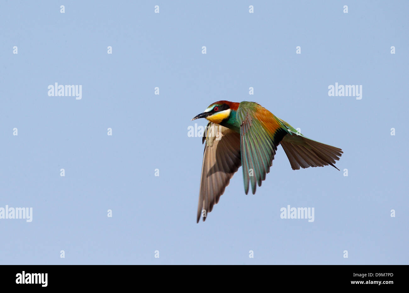 Europäische Bienenfresser Merops Apiaster, einziger Vogel im Flug, Bulgarien, Mai 2013 Stockfoto