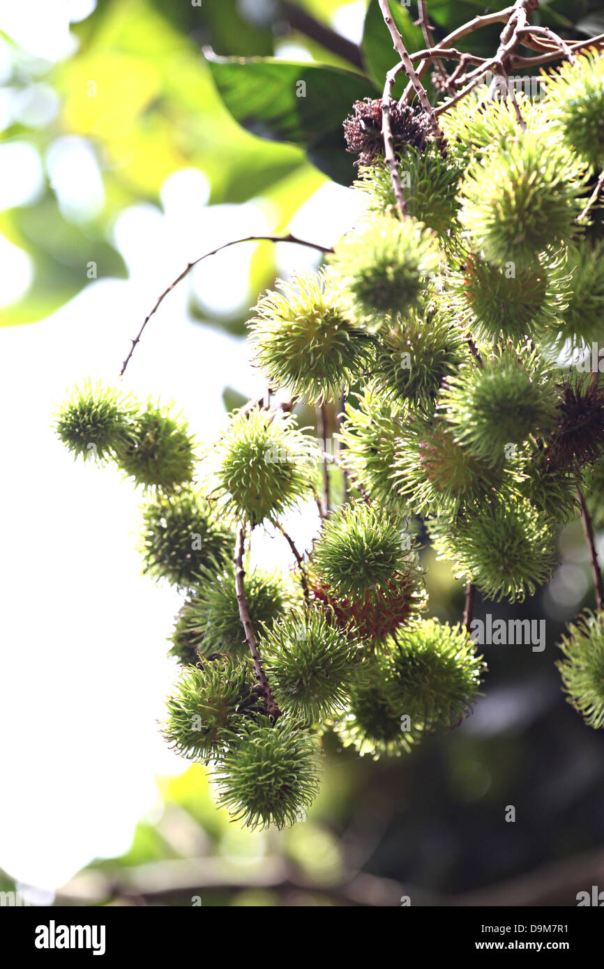 Die Rambutan nicht noch reif, die Früchte sind grün. Stockfoto