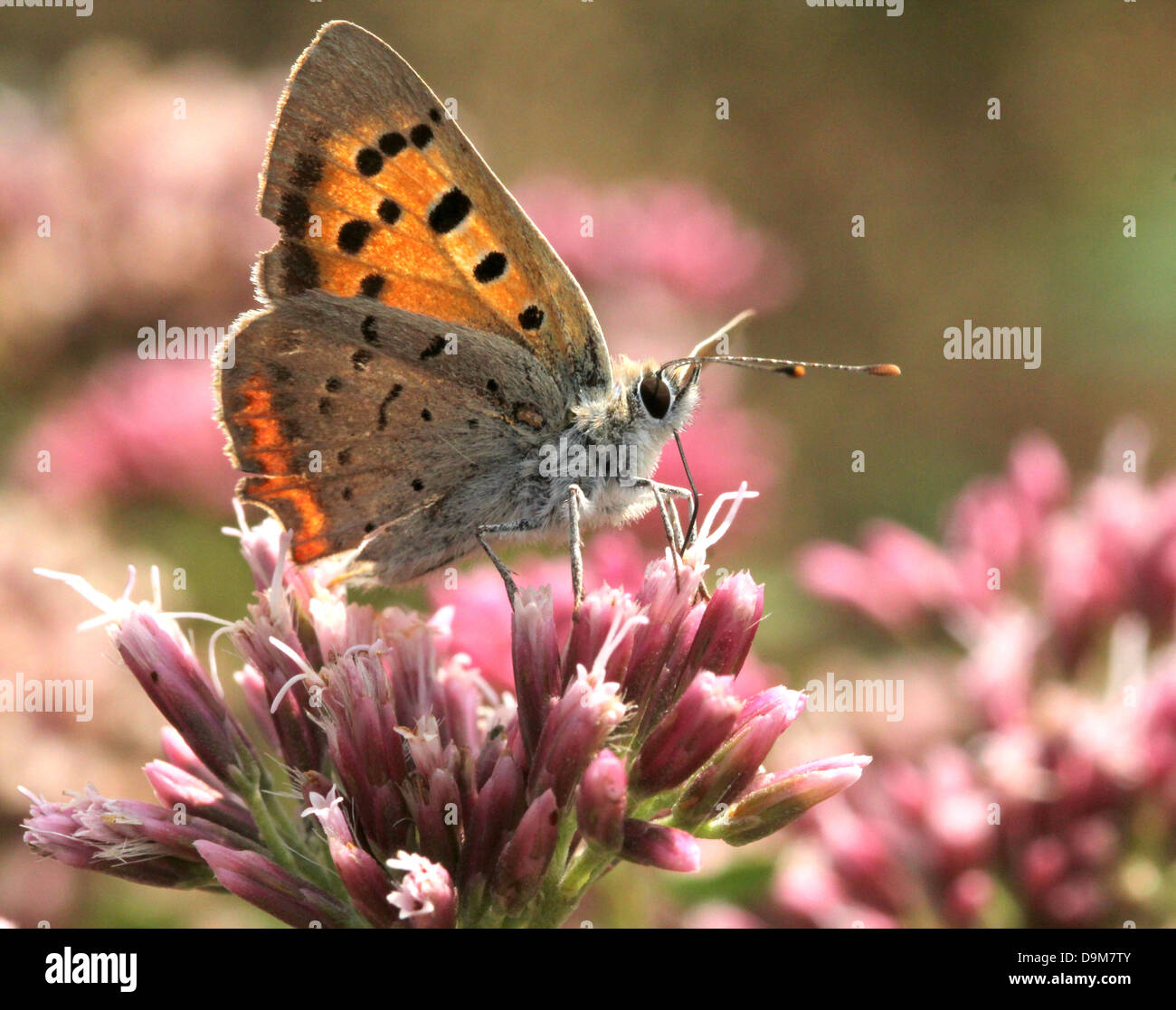 Kleine oder gemeinsame Kupfer (Lycaena Phlaeas) posiert und Nahrungssuche auf einer Vielzahl von verschiedenen Blumen (über 80 Bilder in Serie) Stockfoto