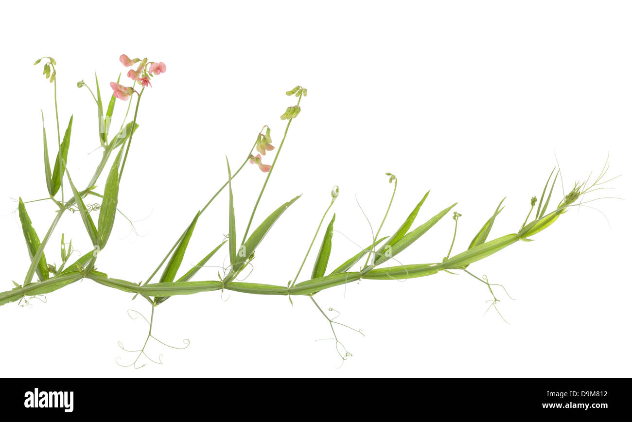 sprießen Sie aus Blättern und rosa Blumen auf weißem Hintergrund Stockfoto