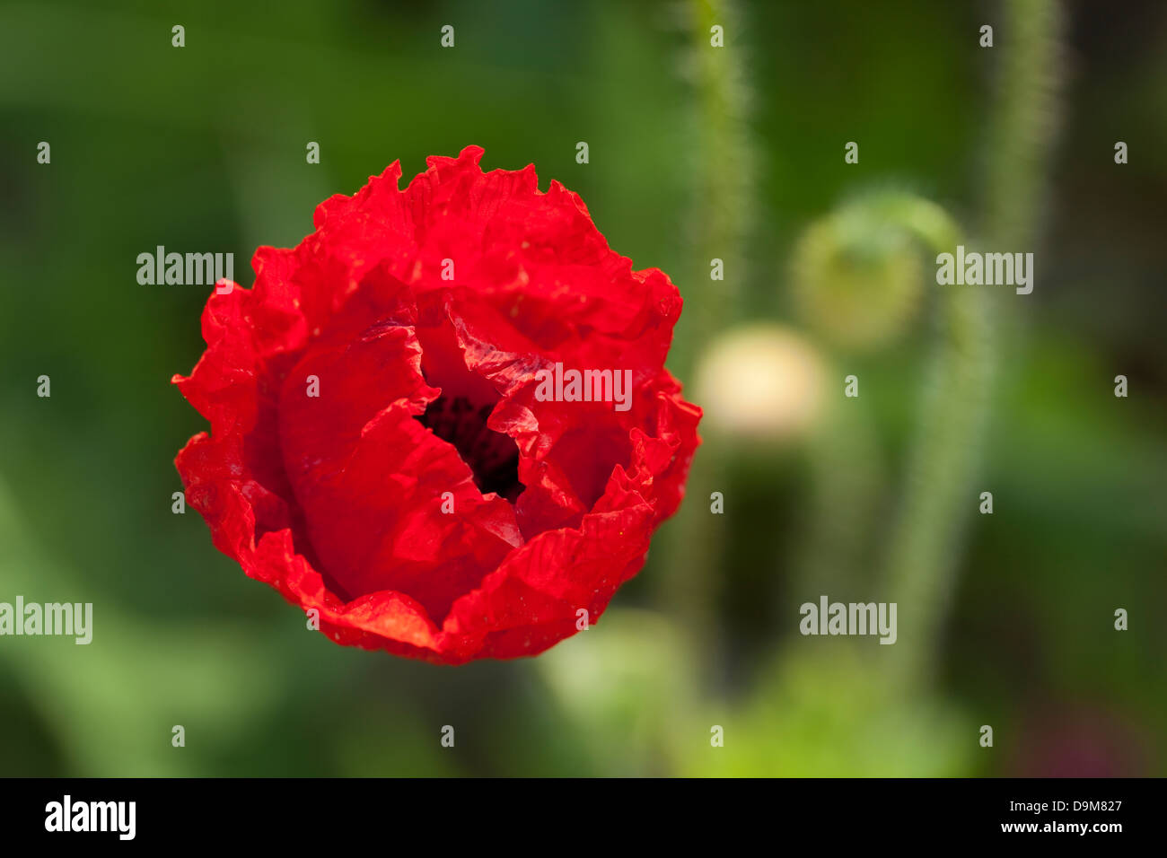 einzelne rote Blume Poppy auf Blatt Hintergrund Stockfoto