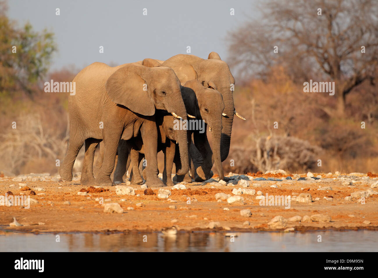 Afrikanische Elefanten (Loxodonta Africana) an einer Wasserstelle, Etosha Nationalpark, Namibia Stockfoto