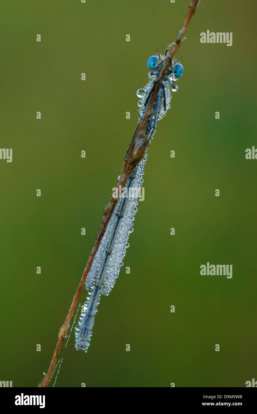 Azure Damselfly, Coenagrion Puella, Hufeisen-Azurjungfer Stockfoto