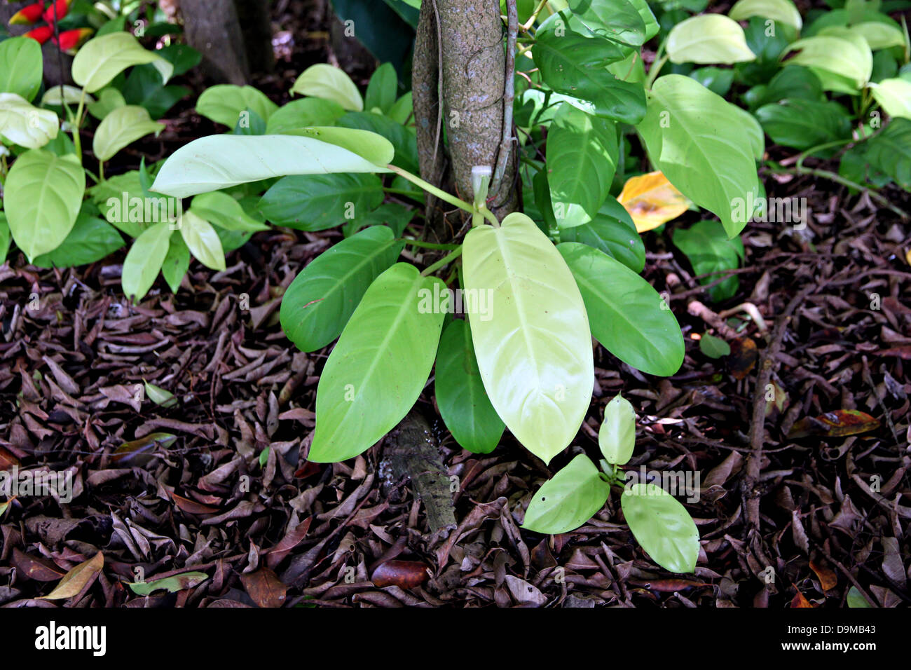 Grüne Blätter im Garten unter dem großen Baum. Stockfoto