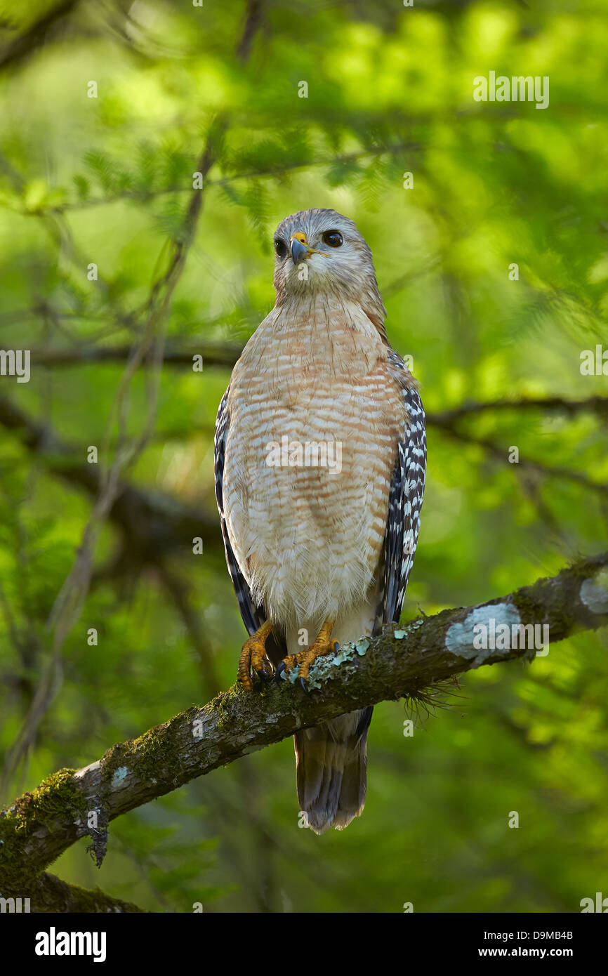 Roten geschultert Falke (Buteo Lineatus) Stockfoto